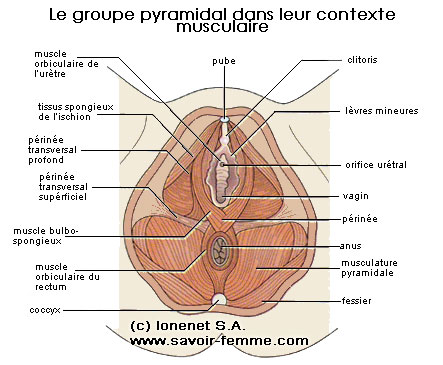 Groupe des muscles pyramidaux dans leur contexte anatomique