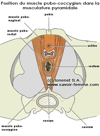 Position du muscle PC dans la musculature pyramidale
