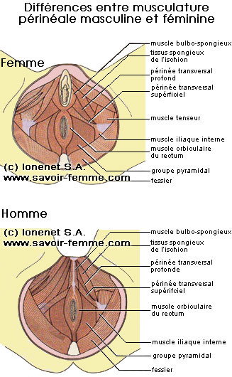 La musculature prinale masculine et fminine e comparaison