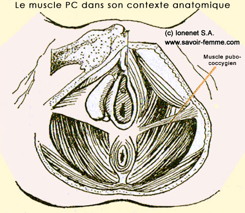 Position du muscle pubo-coccygien dans son contexte anatomique musculaire