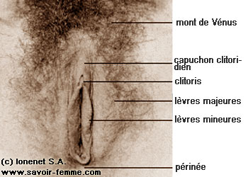 Vue naturelle de la vulve et de son anatomie