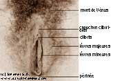 Anatomie de la vulve